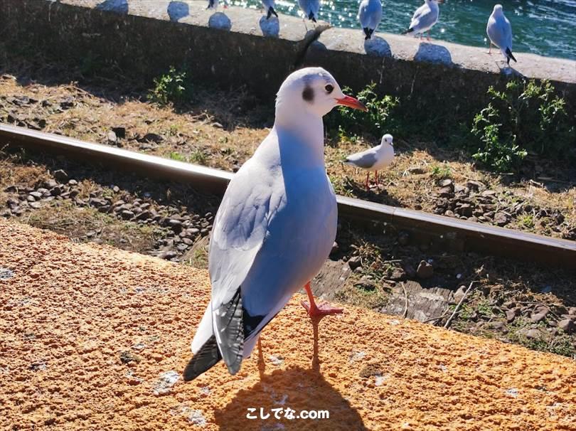 ゆるキャン聖地巡礼｜静岡県西部地域・浜松・磐田・掛川周辺のモデル地まとめ